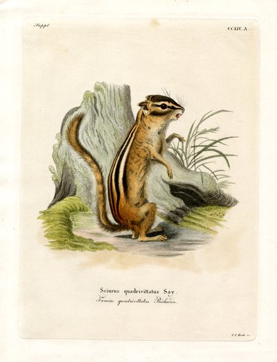 Chipmunk z Colorada od German School