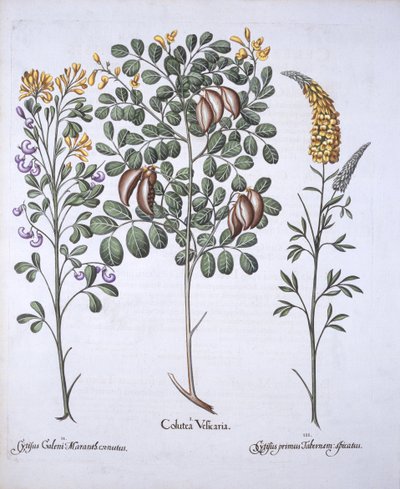 Odrůdy Colutea Tree and Cytisus, od Hortus Eystettensis, Basil Besler (1561-1629), pub. 1613 (ručně kolorovaná rytina) od German School