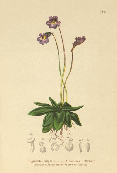 Máselník obecný (Pinguicula vulgaris) od German School