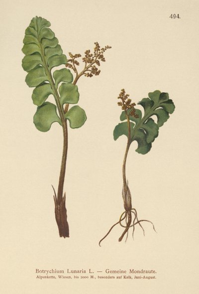 Měsíčnice obecná (Botrychium lunaria) od German School