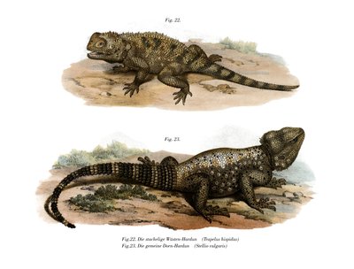 Common Spiny Agama (barevní členové) od German School