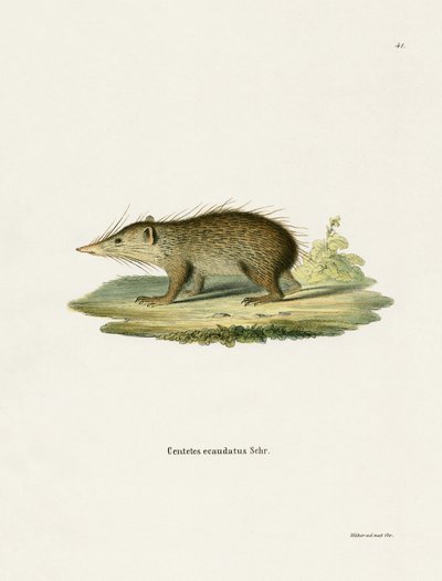 Tenrec obecný (barevné rytí) od German School