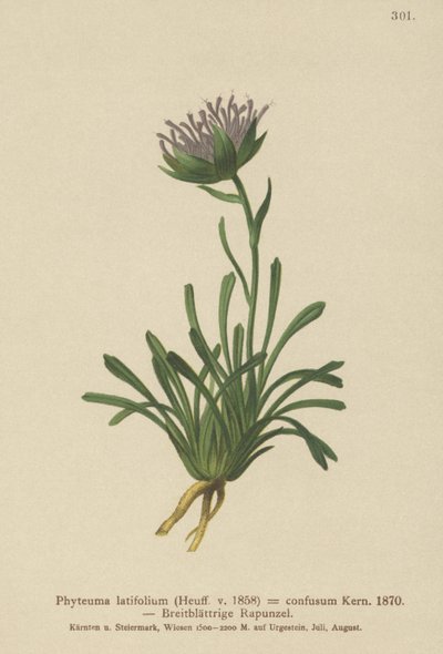 Rampion zmatený (Phyteuma confusum, Phyteuma latifolium, Phyteuma hemisphaericum od German School