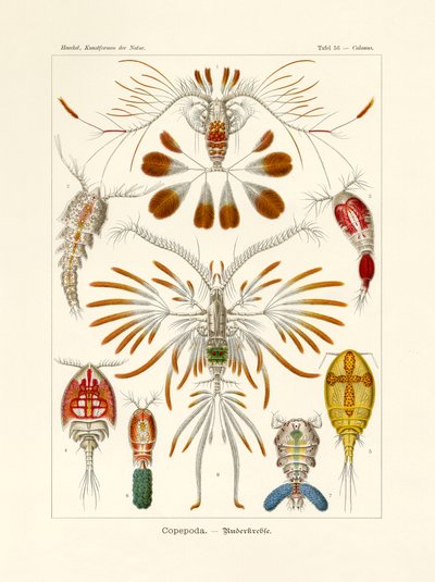 Copepoda, 1899-1904 od German School