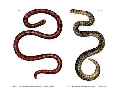 Coral Cylinder Snake (barva lito) od German School