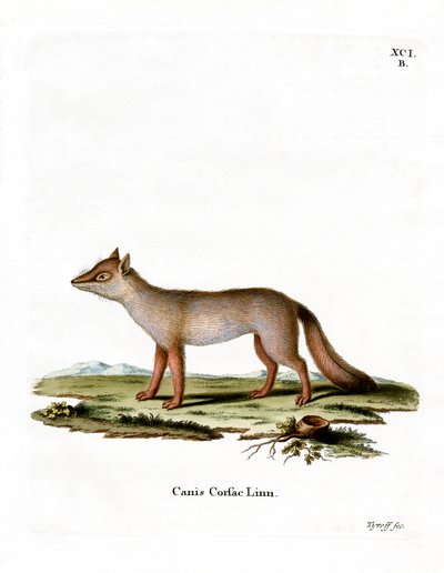 Corsac Fox (barevné rytí) od German School