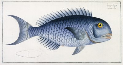 Coryphaena Coerulea od German School