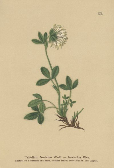 Jetel smetanový (Trifolium noricum) od German School