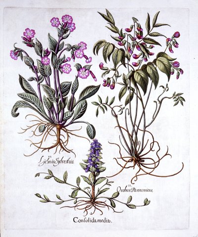 Plazivá polnice, jarní vikev a červený Campion, od Hortus Eystettensis, Basil Besler (1561-1629), hospoda. 1613 (ručně kolorovaná rytina) od German School