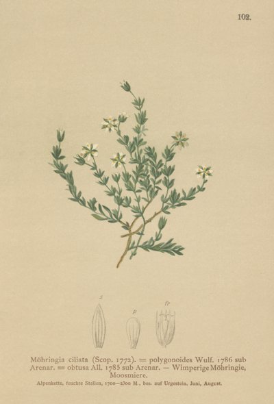 Sandwort plazivý (Moehringia ciliata, Moehringia polygonoides, Arenaria obtusa) od German School