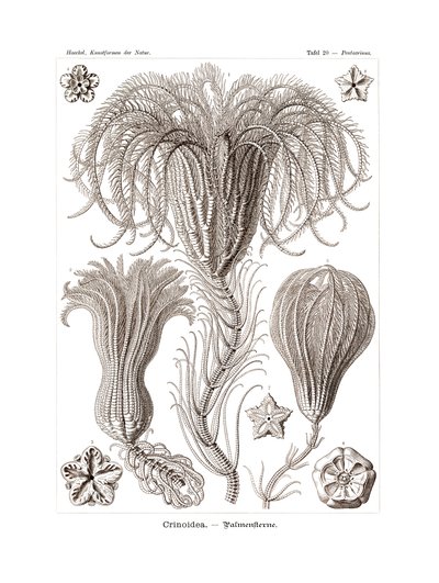 Crinoidea, 1899-1904 od German School