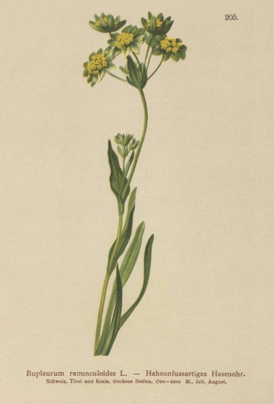 Zaječí ucho vraní (Bupleurum ranunculoides) od German School