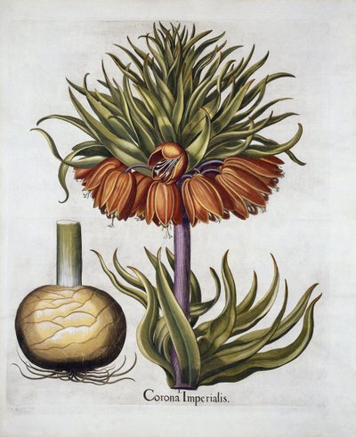 Crown Imperial s názvem Fritillaria, od Hortus Eystettensis, od Basila Beslera (1561-1629) hospoda. 1613 od German School
