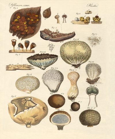Kryptogramy rostlin (barevné rytí) od German School