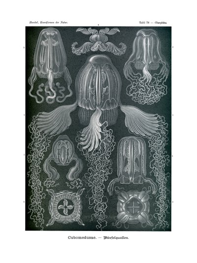 Cubomedusae, 1899-1904 od German School