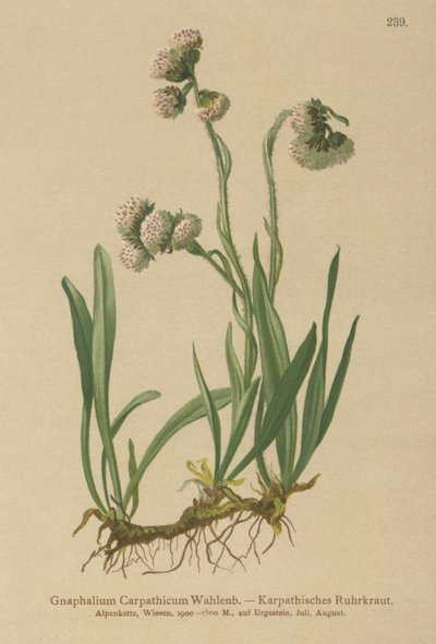 Týn obecný (Gnaphalium Carpathicum) od German School