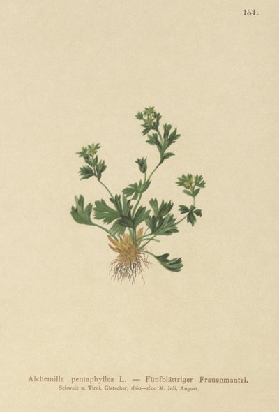 Řezaný lískový plášť (Alchemilla pentaphyllea) od German School