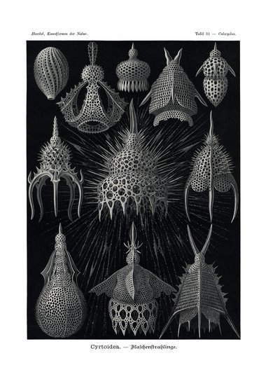 Cyrtoidea, 1899-1904 od German School