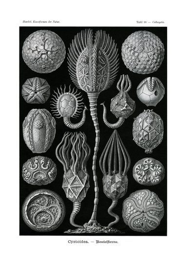 Cystoidea, 1899-1904 od German School