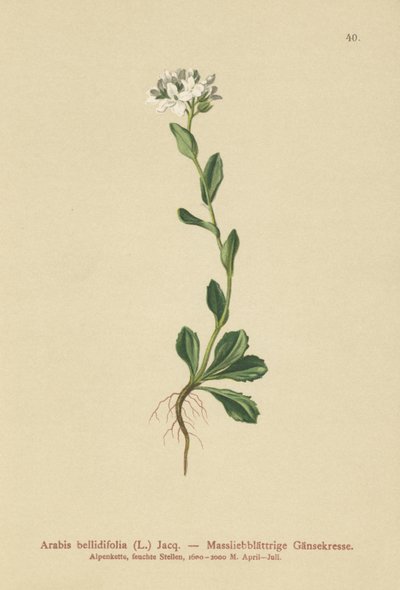 Daisyleaf Rock-Cress (Arabis bellidifolia) od German School