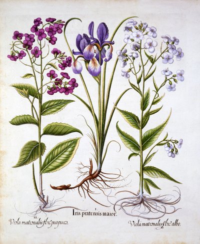 Dames Violet and a Field Iris, from Hortus Eystettensis, by Basil Besler (1561-1629), pub. 1613 (ručně kolorovaná rytina) od German School