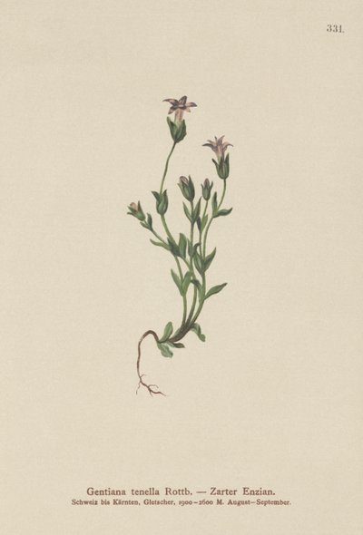 Dánský trpasličí hořec (Gentiana tenella, Gentianella tenella, Comastoma tenellum) od German School