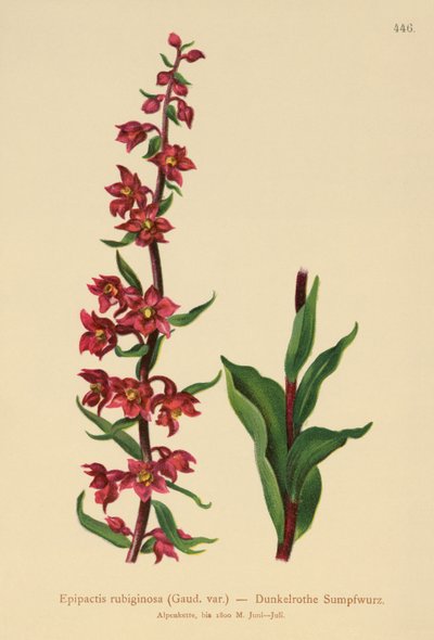 Tmavě červená čemeřice (Epipactis atrorubens, Epipactis rubiginosa) od German School