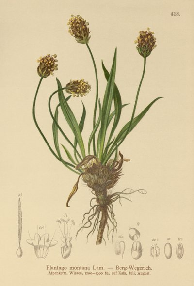 Jitrocel tmavý (Plantago atrata, Plantago montana) od German School