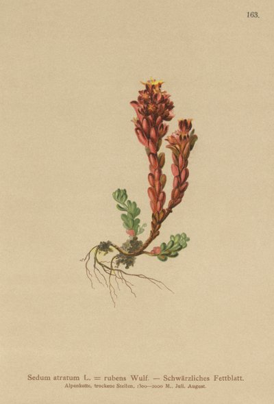 Rozchodník tmavý (Sedum atratum, Sedum rubens) od German School