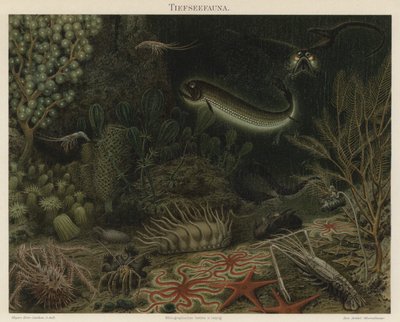 Hlubinná fauna (barevná litho) od German School