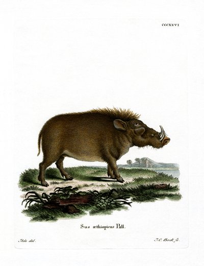 Desert Warthog (barevná rytina) od German School