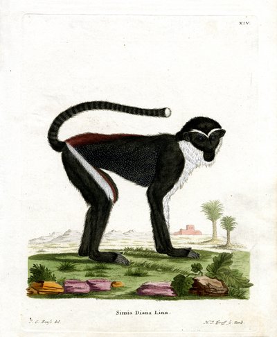 Diana Monkey (barevná rytina) od German School
