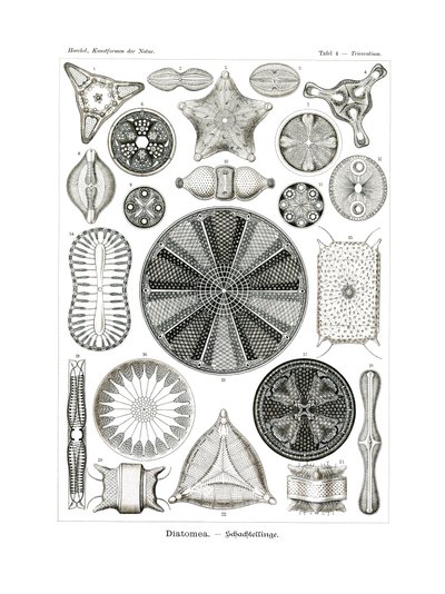 Diatomea, 1899-1904 od German School