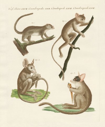 Různé druhy lemurů od German School