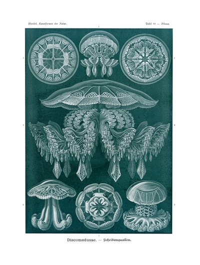 Discomedusae, 1899-1904 od German School
