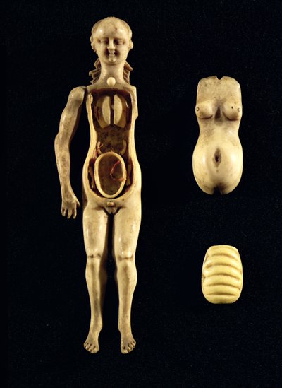 Panenka zobrazující anatomii lidského těla od German School