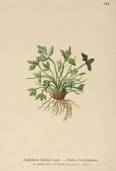 Sleziník dolomitský (Asplenium Seelosii) od German School