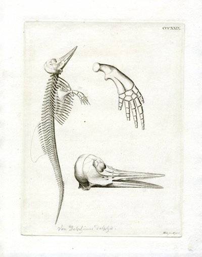 Dolphin Skeleton (barevná rytina) od German School
