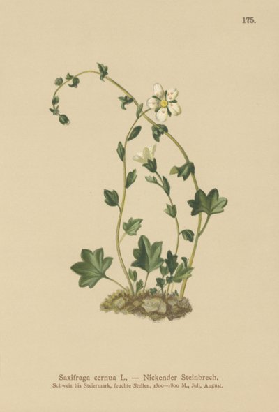 Lomikámen visící (Saxifraga cernua) (barevně lito) od German School