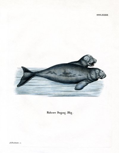 Dugong (barevná rytina) od German School
