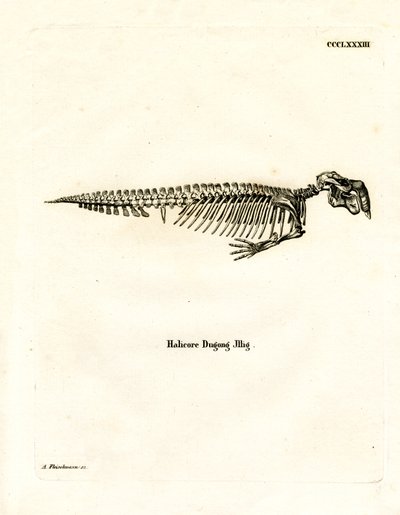 Dugong Skeleton (barevná rytina) od German School