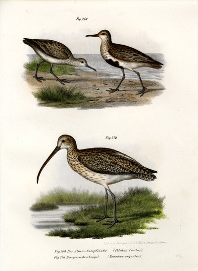Dunlin, 1864 od German School