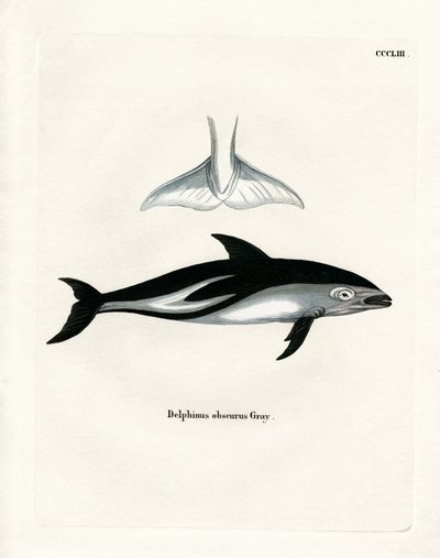 Dusky Dolphin (barevná rytina) od German School