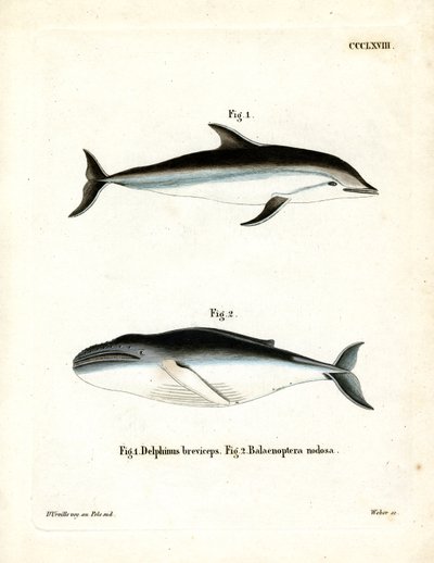 Dusky Dolphin (barevná rytina) od German School