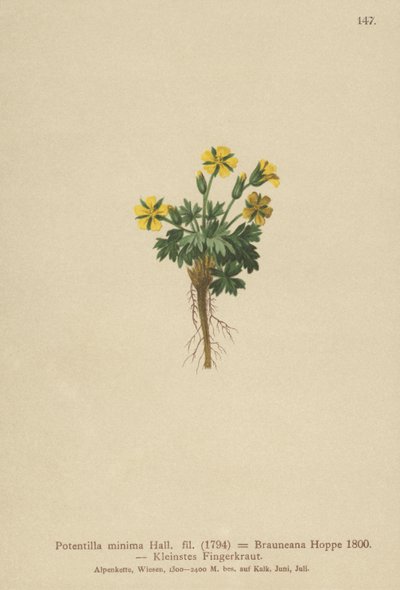 Mochna trpasličí (Potentilla minima, Potentilla Brauneana, Potentilla dubia) od German School
