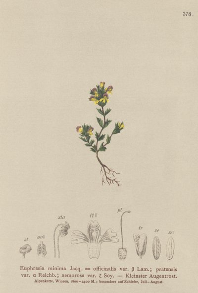Světlík trpasličí (Euphrasia minima, Euphrasia officinalis, Euphrasia pratensis var. nemorosa) od German School