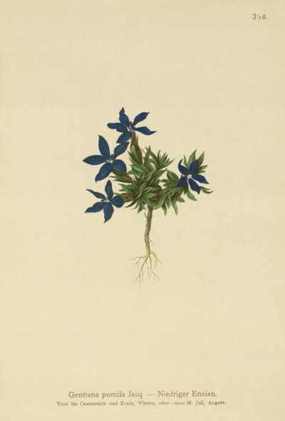 Hořec trpasličí (Gentiana pumila) od German School