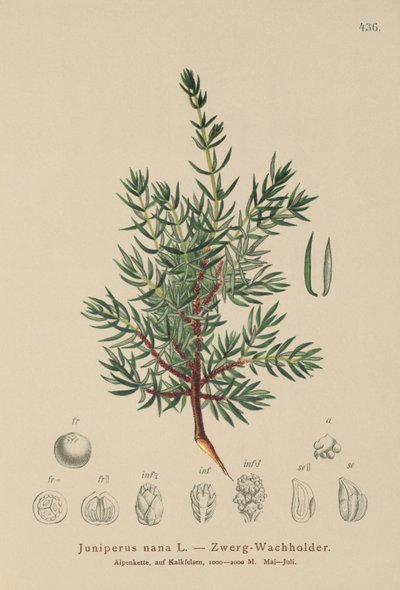 Jalovec trpasličí (Juniperus nana, Juniperus communis subsp. nana, Juniperus communis var. saxatilis) od German School