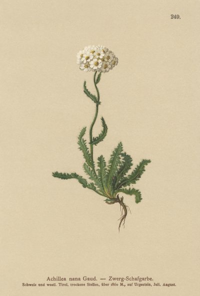 Milfoil trpasličí od German School