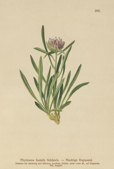 Rampion trpasličí (Phyteuma humile) od German School